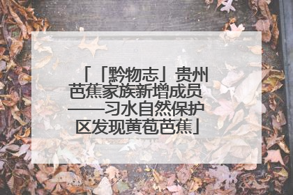 「黔物志」贵州芭蕉家族新增成员——习水自然保护区发现黄苞芭蕉