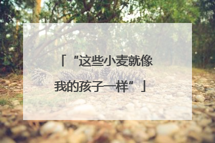 “这些小麦就像我的孩子一样”