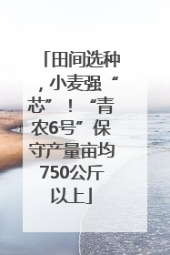 田间选种，小麦强“芯”！“青农6号”保守产量亩均750公斤以上