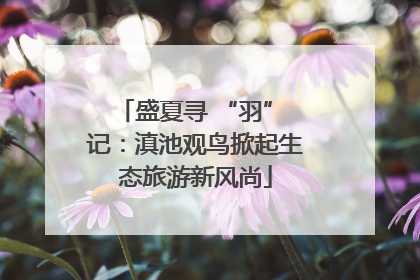 盛夏寻 “羽” 记：滇池观鸟掀起生态旅游新风尚