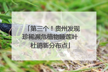 第三个！贵州发现珍稀濒危植物睡莲叶杜鹃新分布点