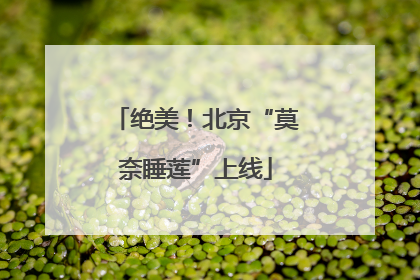 绝美！北京“莫奈睡莲”上线
