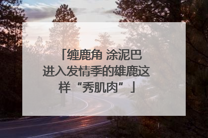 缠鹿角 涂泥巴 进入发情季的雄鹿这样“秀肌肉”