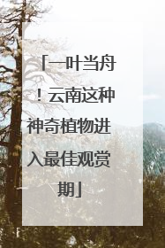 一叶当舟！云南这种神奇植物进入最佳观赏期