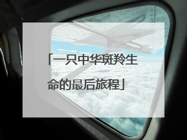 一只中华斑羚生命的最后旅程