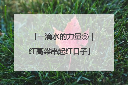 一滴水的力量⑨｜红高粱串起红日子