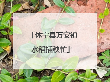 休宁县万安镇水稻插秧忙