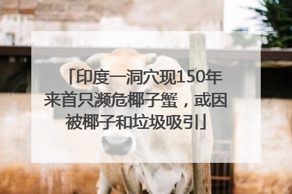 印度一洞穴现150年来首只濒危椰子蟹，或因被椰子和垃圾吸引