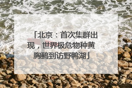 北京：首次集群出现，世界极危物种黄胸鹀到访野鸭湖