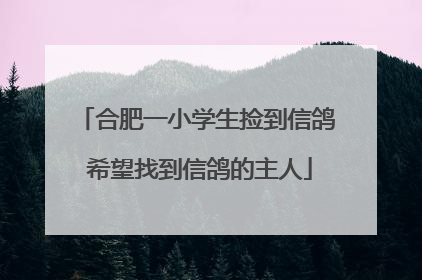 合肥一小学生捡到信鸽 希望找到信鸽的主人