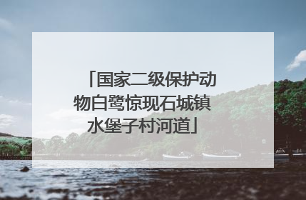 国家二级保护动物白鹭惊现石城镇水堡子村河道