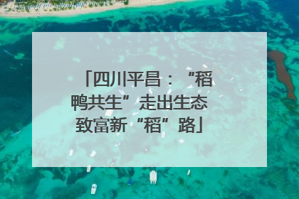四川平昌：“稻鸭共生”走出生态致富新“稻”路