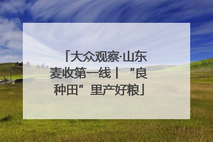 大众观察·山东麦收第一线丨“良种田”里产好粮