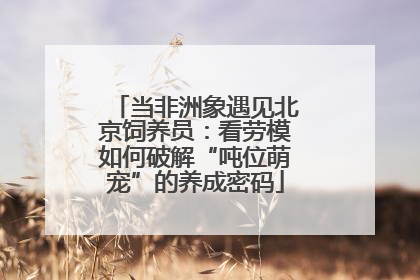 当非洲象遇见北京饲养员：看劳模如何破解“吨位萌宠”的养成密码
