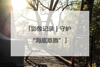 影像记录｜守护“海底草原”