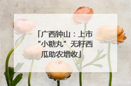 广西钟山：上市“小糖丸”无籽西瓜助农增收