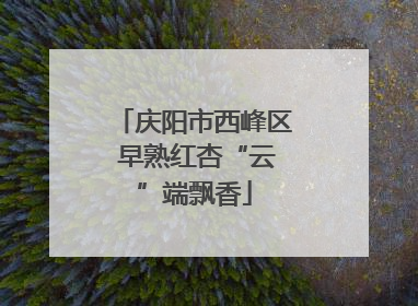 庆阳市西峰区 早熟红杏“云”端飘香
