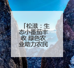 松滋:生态小番茄丰收 绿色农业助力农民增收
