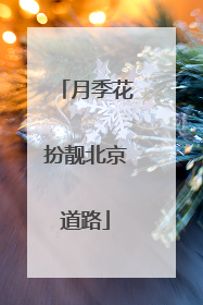 月季花扮靓北京道路