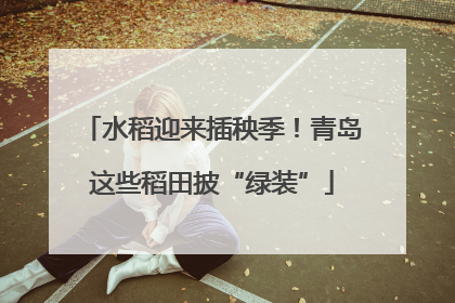 水稻迎来插秧季！青岛这些稻田披“绿装”