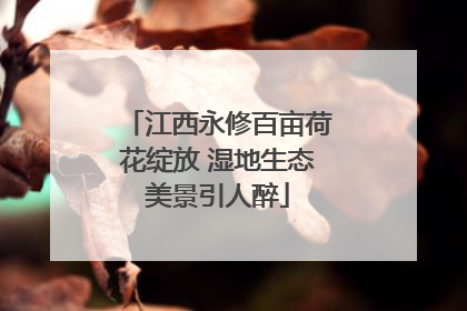 江西永修百亩荷花绽放 湿地生态美景引人醉