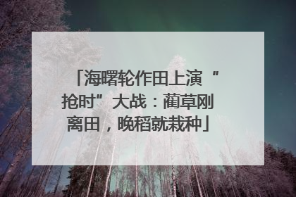 海曙轮作田上演“抢时”大战：蔺草刚离田，晚稻就栽种