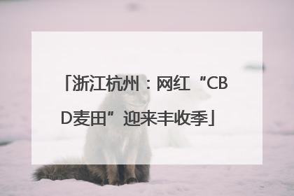 浙江杭州：网红“CBD麦田”迎来丰收季