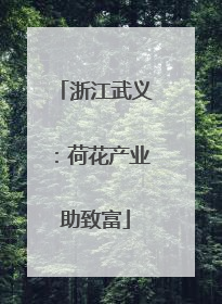 浙江武义：荷花产业助致富