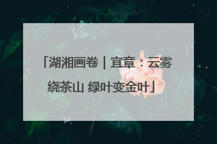 湖湘画卷｜宜章：云雾绕茶山 绿叶变金叶