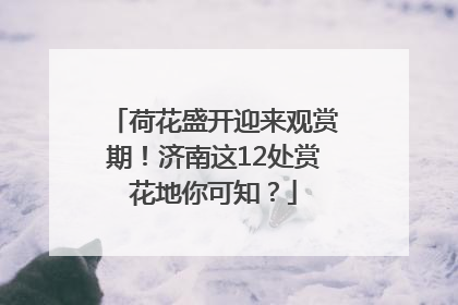 荷花盛开迎来观赏期！济南这12处赏花地你可知？
