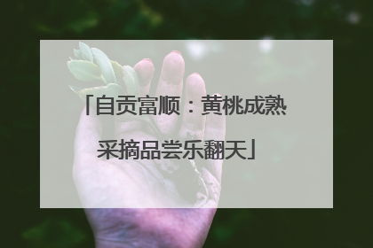 自贡富顺：黄桃成熟 采摘品尝乐翻天