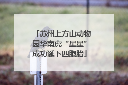 苏州上方山动物园华南虎“星星”成功诞下四胞胎