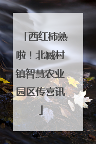 西红柿熟啦！北臧村镇智慧农业园区传喜讯