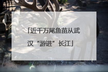 近千万尾鱼苗从武汉“游进”长江