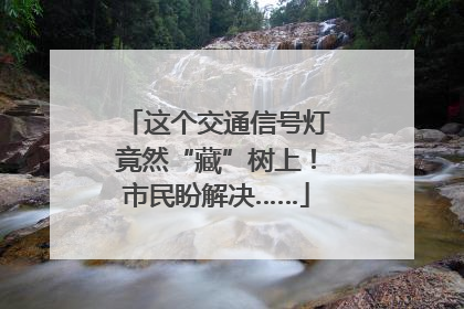 这个交通信号灯竟然“藏”树上！市民盼解决……