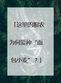 这里的粮农为何爱种“面包小麦”？