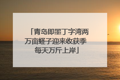 青岛即墨丁字湾两万亩蛏子迎来收获季 每天万斤上岸