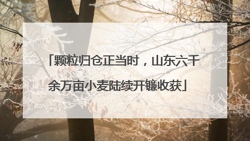 颗粒归仓正当时，山东六千余万亩小麦陆续开镰收获