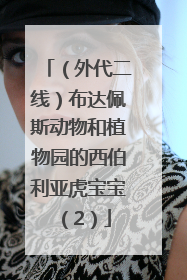 （外代二线）布达佩斯动物和植物园的西伯利亚虎宝宝（2）