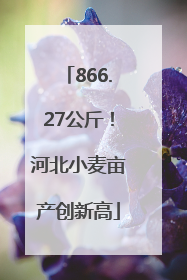 866.27公斤！河北小麦亩产创新高